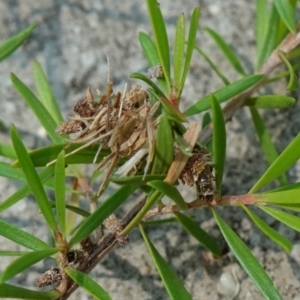 Lomera (genus) at Huskisson, NSW - suppressed