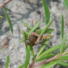 Lomera (genus) at Huskisson, NSW - suppressed