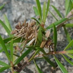 Lomera (genus) at Huskisson, NSW - suppressed