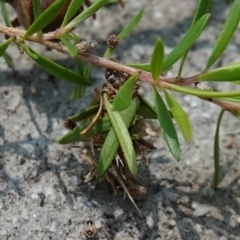 Lomera (genus) at Huskisson, NSW - suppressed