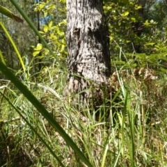 Lomera (genus) at Huskisson, NSW - suppressed