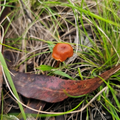 Laccaria sp. (Laccaria) at Tinderry, NSW - 15 Jan 2024 by Csteele4