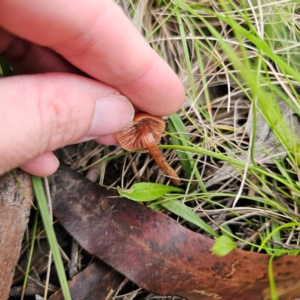 Laccaria sp. at Tinderry, NSW - 15 Jan 2024 03:07 PM