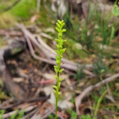 Microtis parviflora (Slender Onion Orchid) at Tinderry, NSW - 15 Jan 2024 by Csteele4