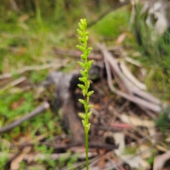 Microtis parviflora at Tinderry, NSW - 15 Jan 2024