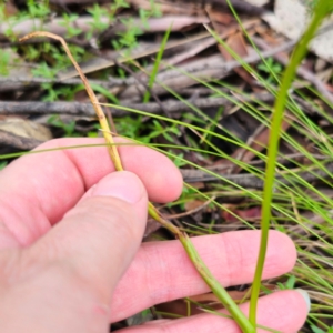 Microtis parviflora at Tinderry, NSW - 15 Jan 2024