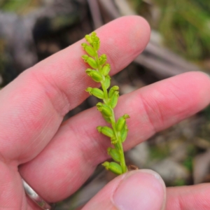 Microtis parviflora at Tinderry, NSW - suppressed