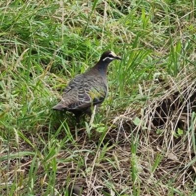 Phaps chalcoptera (Common Bronzewing) at Throsby, ACT - 14 Jan 2024 by Mike