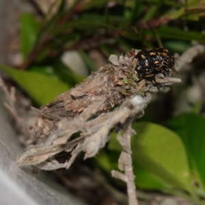 Lomera (genus) at Vincentia, NSW - suppressed