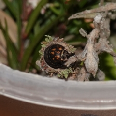 Lomera (genus) at Vincentia, NSW - suppressed