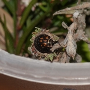 Lomera (genus) at Vincentia, NSW - suppressed