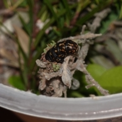 Lomera (genus) at Vincentia, NSW - suppressed