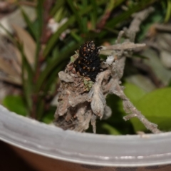 Lomera (genus) at Vincentia, NSW - suppressed