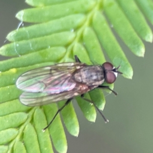 Anthomyiidae (family) at QPRC LGA - 15 Jan 2024