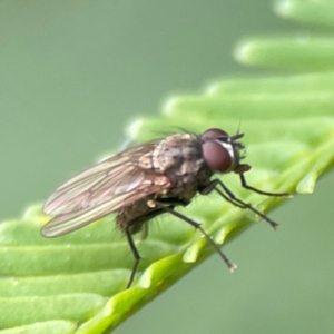 Anthomyiidae (family) at QPRC LGA - 15 Jan 2024