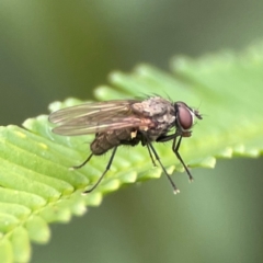 Anthomyiidae (family) at QPRC LGA - 15 Jan 2024