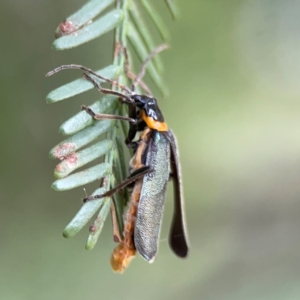 Chauliognathus lugubris at QPRC LGA - 15 Jan 2024