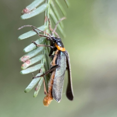 Chauliognathus lugubris (Plague Soldier Beetle) at Queanbeyan East, NSW - 15 Jan 2024 by Hejor1