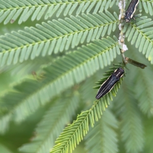 Agrilus hypoleucus at QPRC LGA - 15 Jan 2024