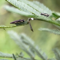 Agrilus hypoleucus at QPRC LGA - 15 Jan 2024