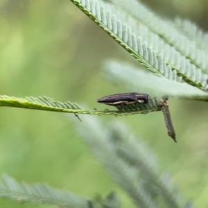 Agrilus hypoleucus at QPRC LGA - 15 Jan 2024