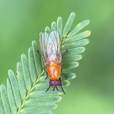 Rhagadolyra magnicornis (Lauxaniid fly) at Queanbeyan East, NSW - 15 Jan 2024 by Hejor1