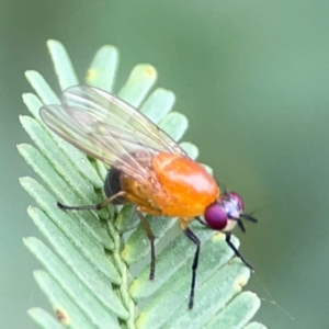 Rhagadolyra magnicornis at QPRC LGA - 15 Jan 2024