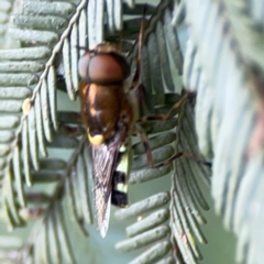 Odontomyia hunteri (Soldier fly) at QPRC LGA - 15 Jan 2024 by Hejor1