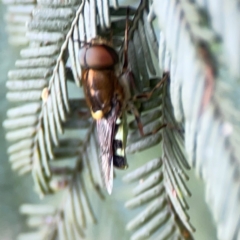 Odontomyia hunteri at QPRC LGA - 15 Jan 2024