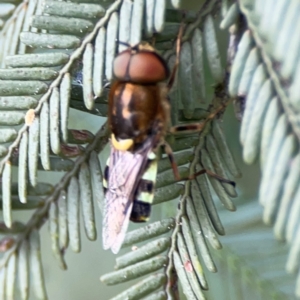 Odontomyia hunteri at QPRC LGA - 15 Jan 2024