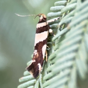 Macrobathra desmotoma at QPRC LGA - 15 Jan 2024 05:28 PM