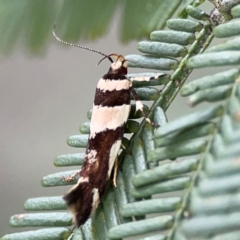 Macrobathra desmotoma at QPRC LGA - 15 Jan 2024 05:28 PM