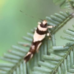 Macrobathra desmotoma at QPRC LGA - 15 Jan 2024 05:28 PM