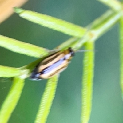 Monolepta froggatti (Leaf beetle) at QPRC LGA - 15 Jan 2024 by Hejor1