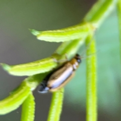 Monolepta froggatti at QPRC LGA - 15 Jan 2024