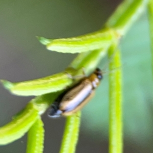 Monolepta froggatti at QPRC LGA - 15 Jan 2024