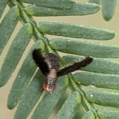 Trypetisoma digitatum at QPRC LGA - 15 Jan 2024