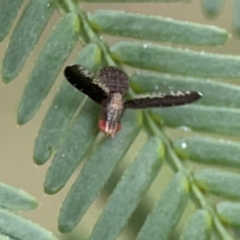 Trypetisoma digitatum at QPRC LGA - 15 Jan 2024