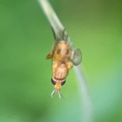 Unidentified Other true fly at Queanbeyan East, NSW - 15 Jan 2024 by Hejor1