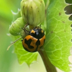 Coccinella transversalis (Transverse Ladybird) at Queanbeyan East, NSW - 15 Jan 2024 by Hejor1