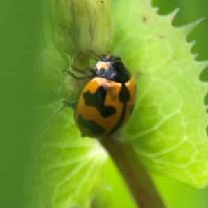 Coccinella transversalis at QPRC LGA - 15 Jan 2024