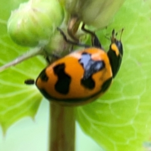 Coccinella transversalis at QPRC LGA - 15 Jan 2024 05:35 PM