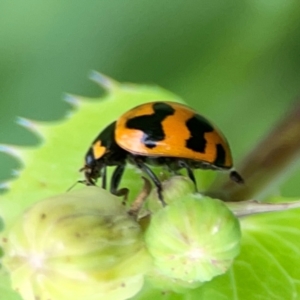 Coccinella transversalis at QPRC LGA - 15 Jan 2024 05:35 PM