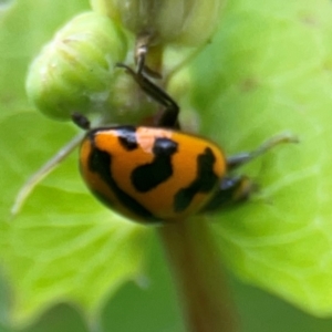 Coccinella transversalis at QPRC LGA - 15 Jan 2024 05:35 PM