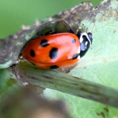 Hippodamia variegata (Spotted Amber Ladybird) at Queanbeyan East, NSW - 15 Jan 2024 by Hejor1