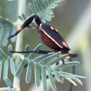 Mictis profana at QPRC LGA - 15 Jan 2024