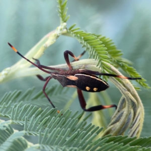 Mictis profana at QPRC LGA - 15 Jan 2024