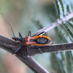 Gminatus australis (Orange assassin bug) at Queanbeyan East, NSW - 15 Jan 2024 by Hejor1