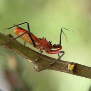 Gminatus australis at QPRC LGA - 15 Jan 2024