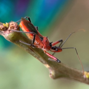 Gminatus australis at QPRC LGA - 15 Jan 2024